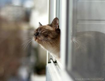 Ну,  наконец-то... - я,  сегодня,  сброшу линьку