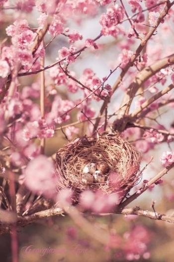 Весна,  весна! А що мені несеш?