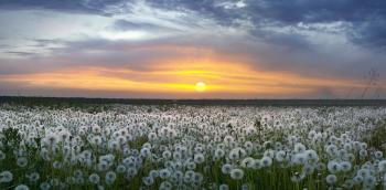 Одуванчиковый рай,  для кого-то ад