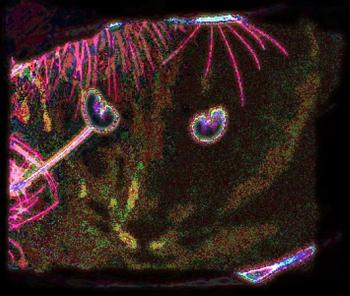 Чорна Кішка у Темній Кімнаті