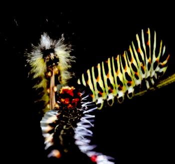 Паразити війни