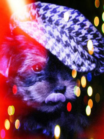 Гралось Цуценятко