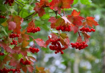 Калиновий сон