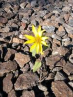 Судьбе наперекор