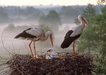 Додому пташко повертайся...