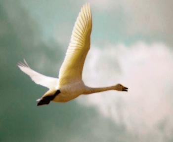 Біла Лебідь