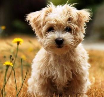 Замазурне Цуценя