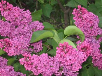 Про &laquo;еліту&raquo; і майбутнє відродження України