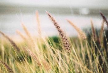 Шлях додому