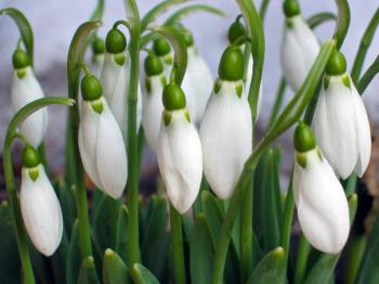 К нам пришла весна,  мой друг!