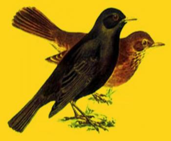 Два Чорних Дроздочки