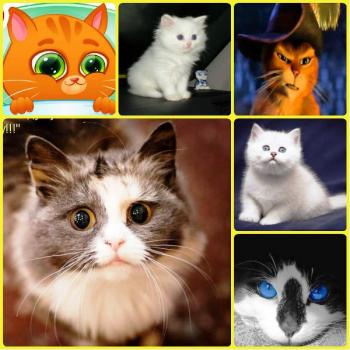 Киця Пуся та Темна Кімната