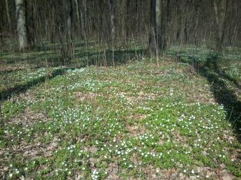 Веснянка - люба...