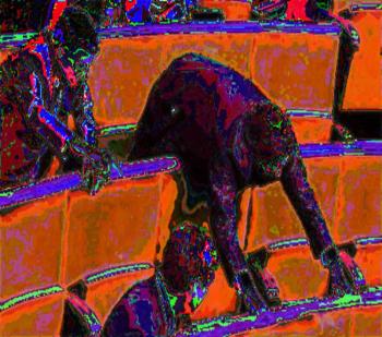 Кнопкодави