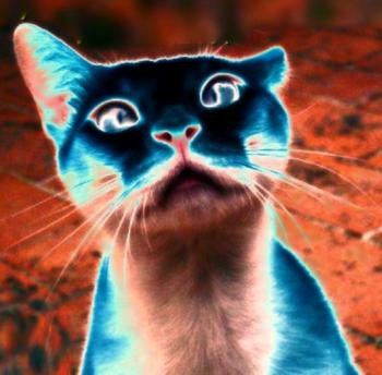 Про стареньку Ельжбет