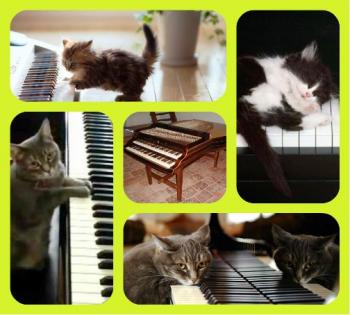 Киця на Цимбалах