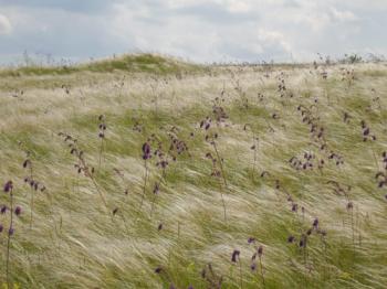 Серед сколиханого степу