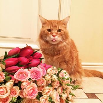 Котик Руденький