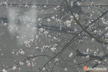 На квіти сніг