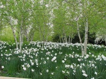 Дівчина-Весна