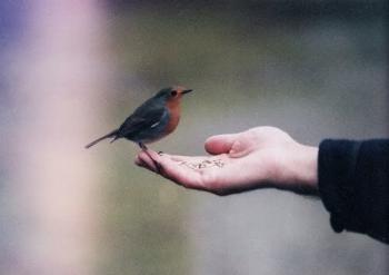 Тривога б`ється в грудях