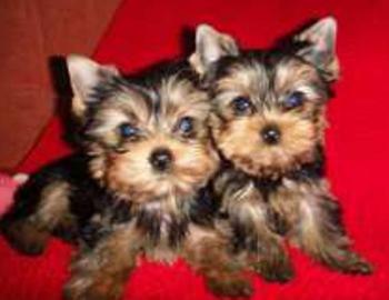 Завзяті Цуценята