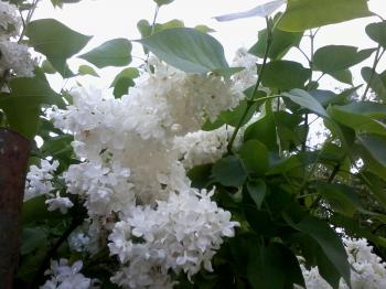 Бузок у косах...