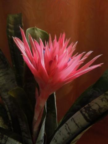 Жёсткая красота