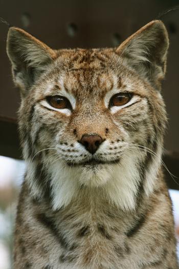 Перекидаючи містки