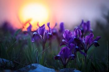 Ірисовий блюз