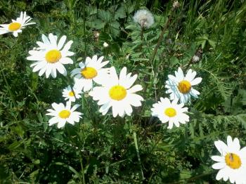 Я малювала літо...