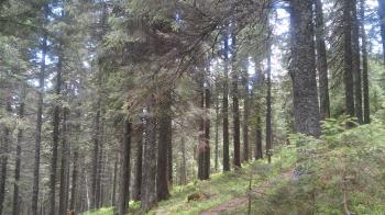 Мене легко забути