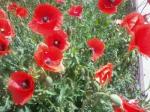 Червоні  маки...