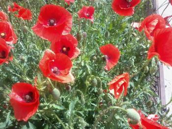 Червоні  маки...
