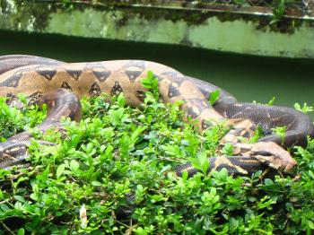 Хто в траві