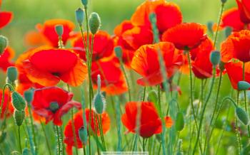 &laquo;В руді словесній золото знайди...&raquo;