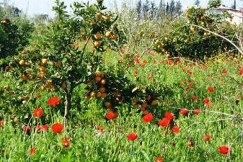 Сирія. Мусульмано-Християнське братство. Нарис