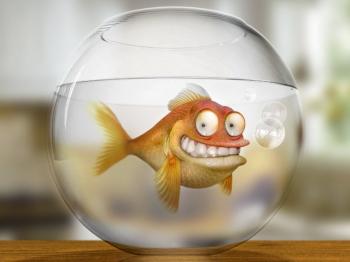 Не все те золото...