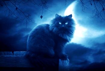 «У травці любо котику лежать…»