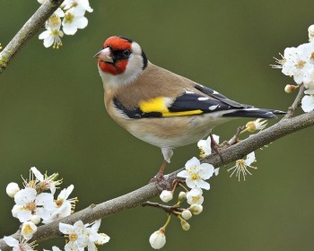 Щасливий щебет щигля