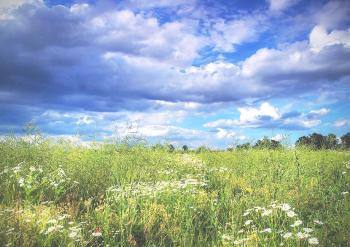 Солов`ї у Києві
