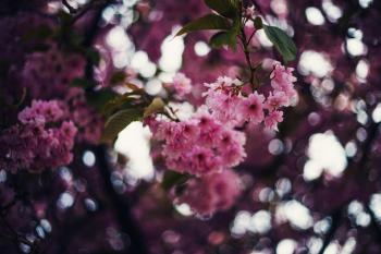 В моїх віршах