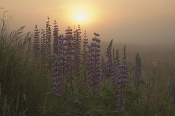 Манливий ноктюрн