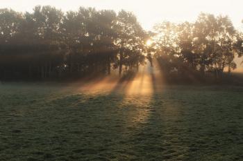 Медом стікає сонце