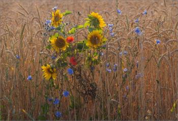Золоті жнива