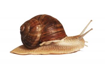 Сосиски для равлика