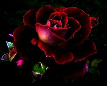 На честь Дня Народження Олени Вишневської