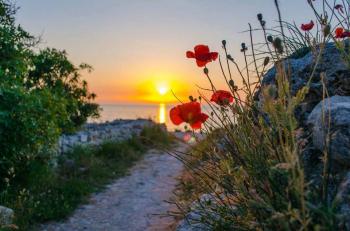 Літо у вечірньому танку...