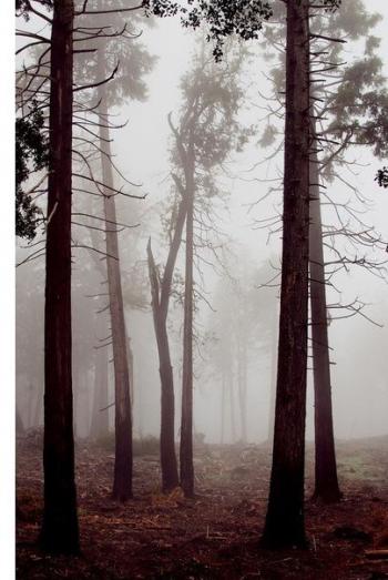 Поговорю з тобою,  вітре