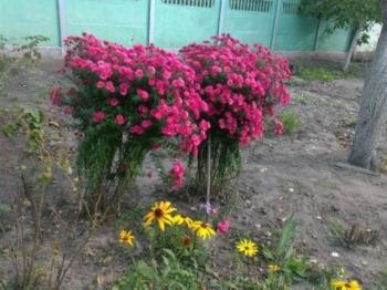 Тимчасовим